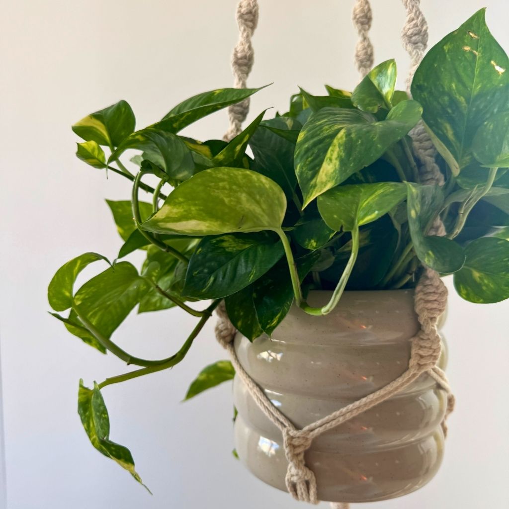 DIY Macramé Plant Hanger Spiral - PDF Tutorial