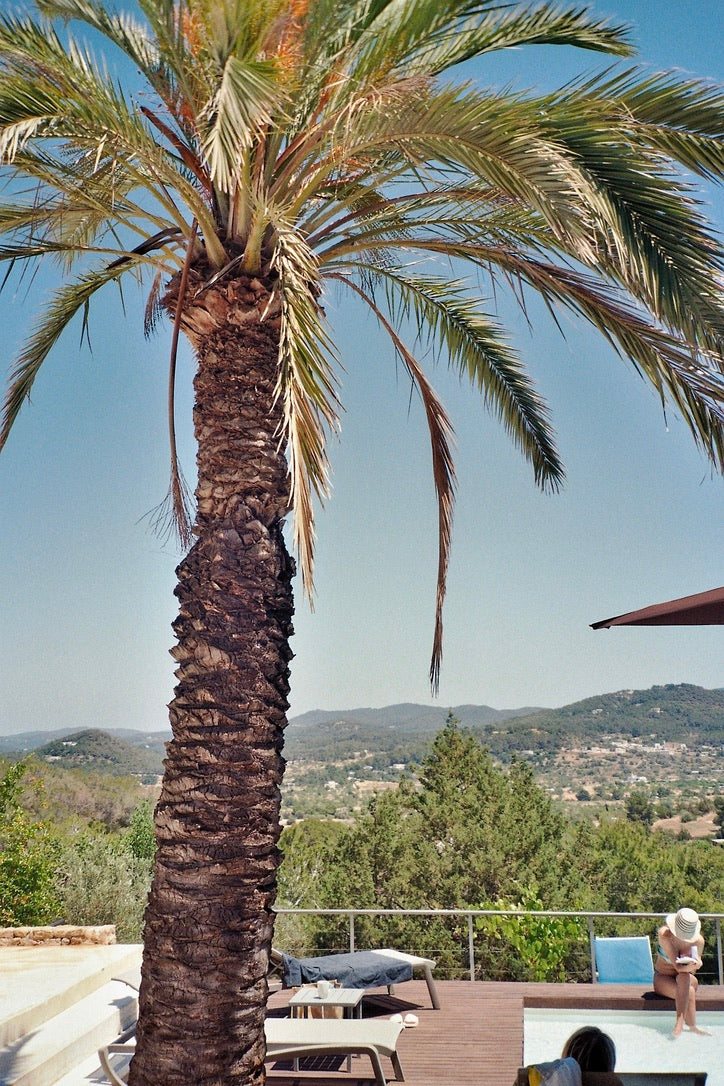 Palme am Pool beim mallorca retreat