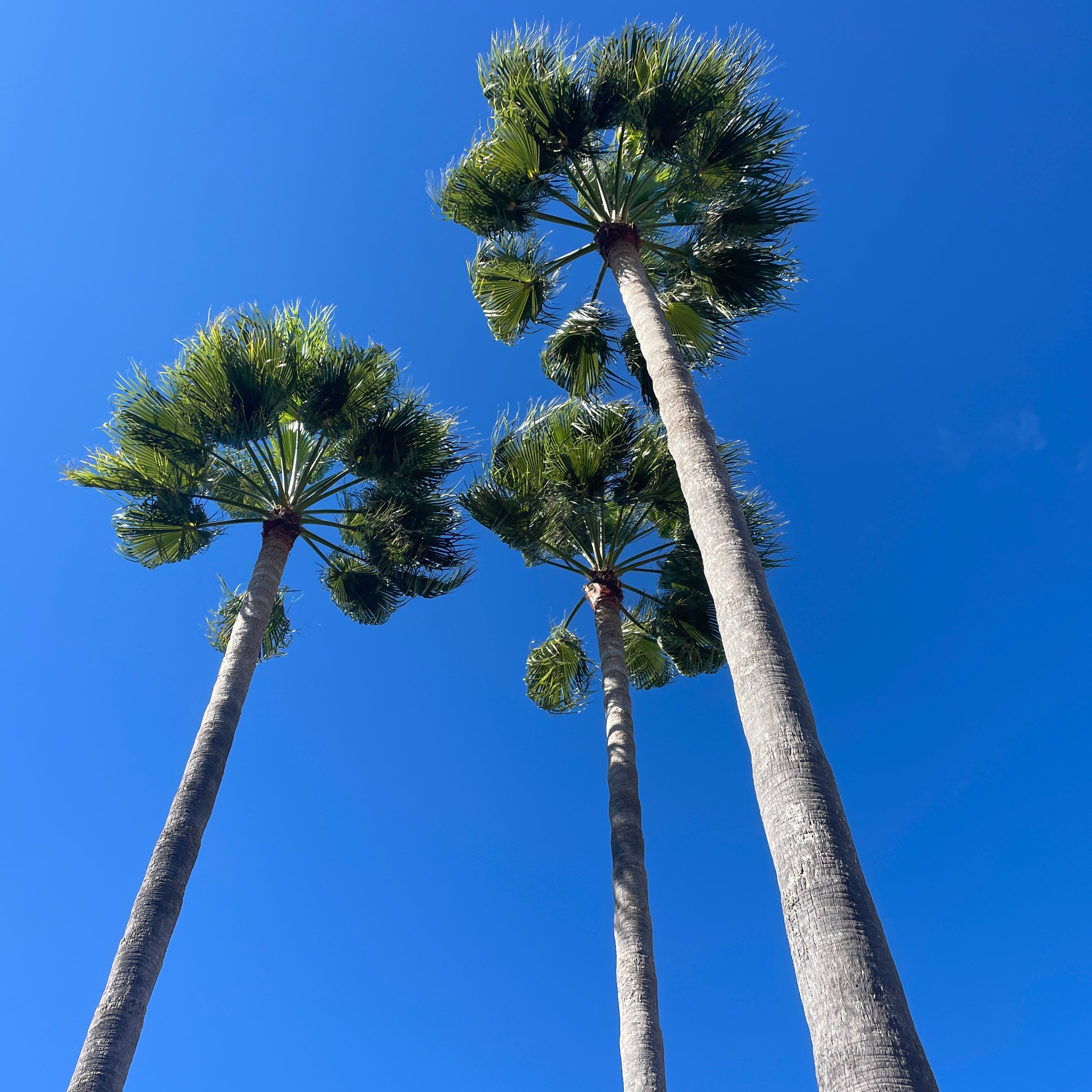 Palmen im Retreat Hotel Finca Zenara auf Mallorca