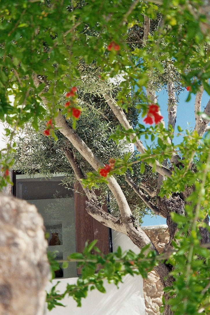 Baum mit roten Blüten und Olivenbaum vor Steinvilla